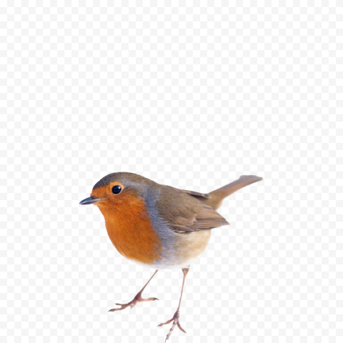 European Robin Bird Free PNG HQ Image