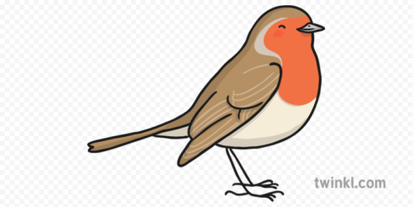 European Robin Bird PNG HQ Photo