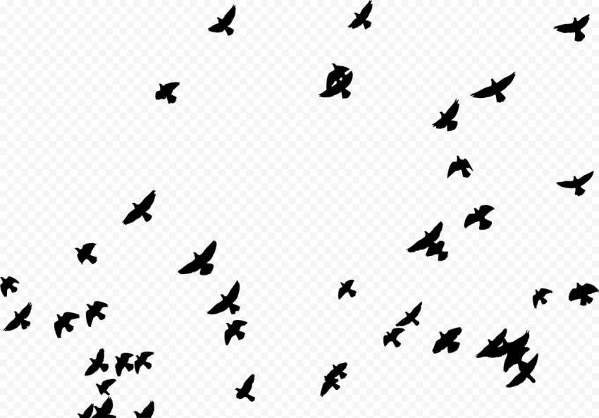 Flock of Birds PNG Image Transparent Background