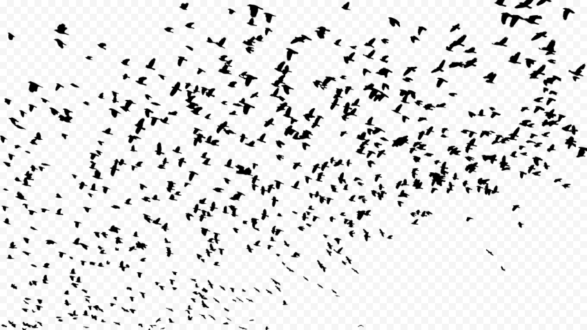 Flock of Birds Download Transparent PNG Image