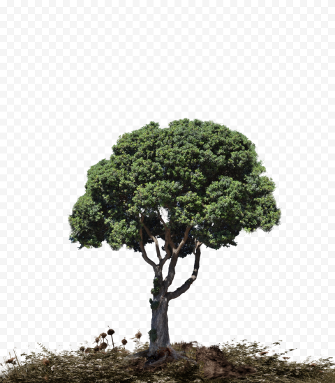 Landscape PNG Picture