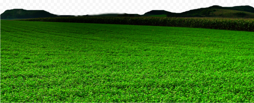 Landscape Grass Field PNG Image