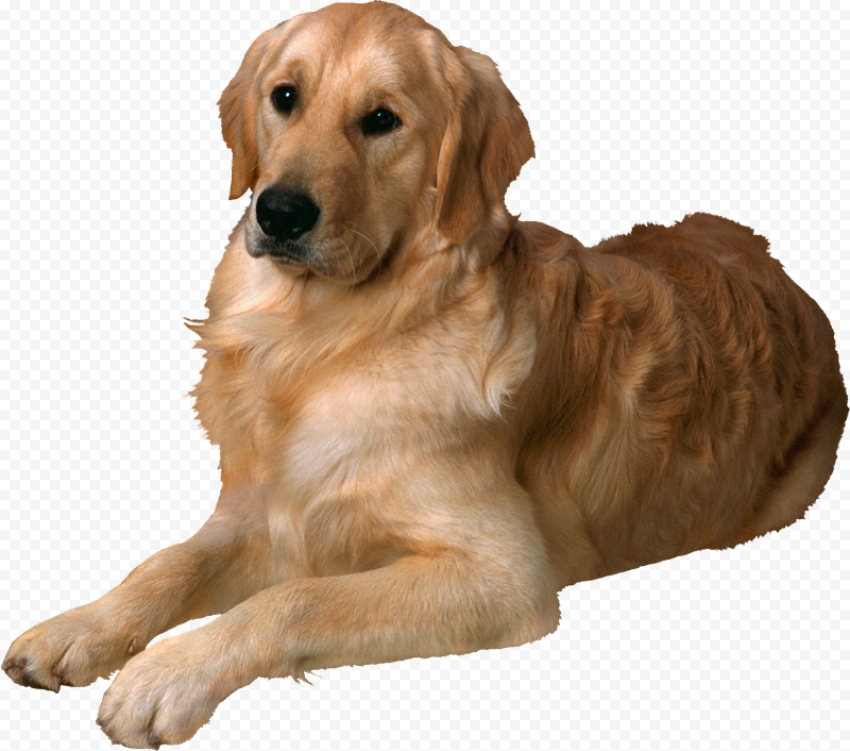 Cute Pet PNG Image HD
