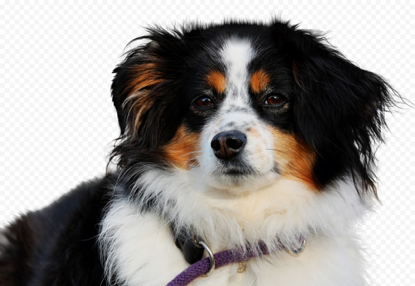 Cute Pet Transparent