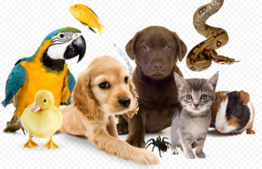Pet sitting Dog Pet Shop Cat, Dog, animals, cat Like Mammal, carnivoran png