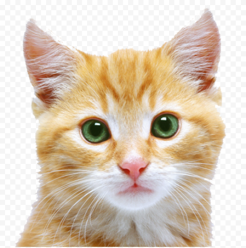 Kitten Free Download PNG