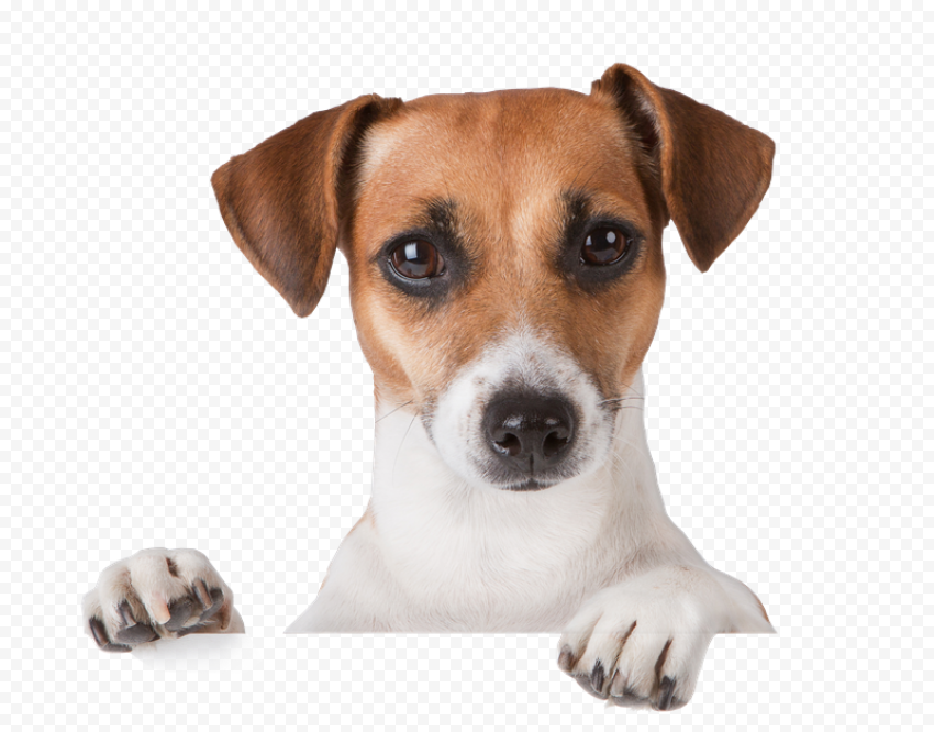 Cute Pet PNG HD Image