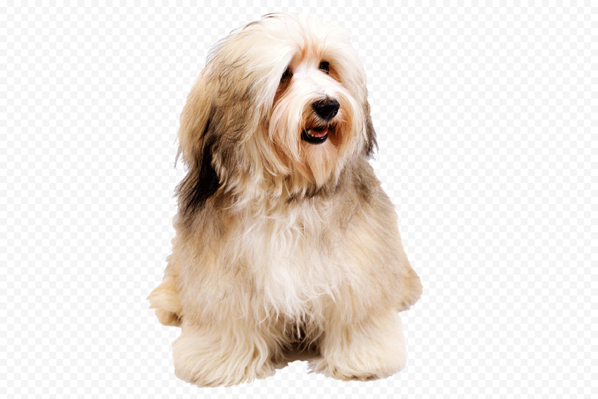 Dog Pet PNG Photo