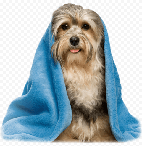 Dog grooming Havanese dog Pet Shop Veterinarian, MASCOTAS, carnivoran, pet, dog Like Mammal png