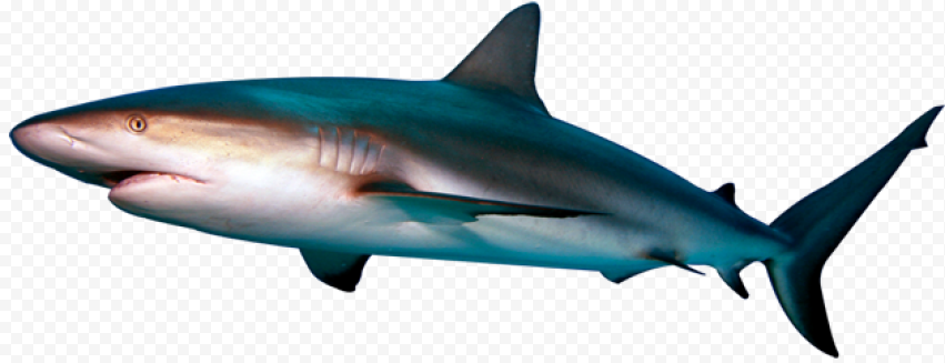 Aquatic Real Shark PNG Free Download
