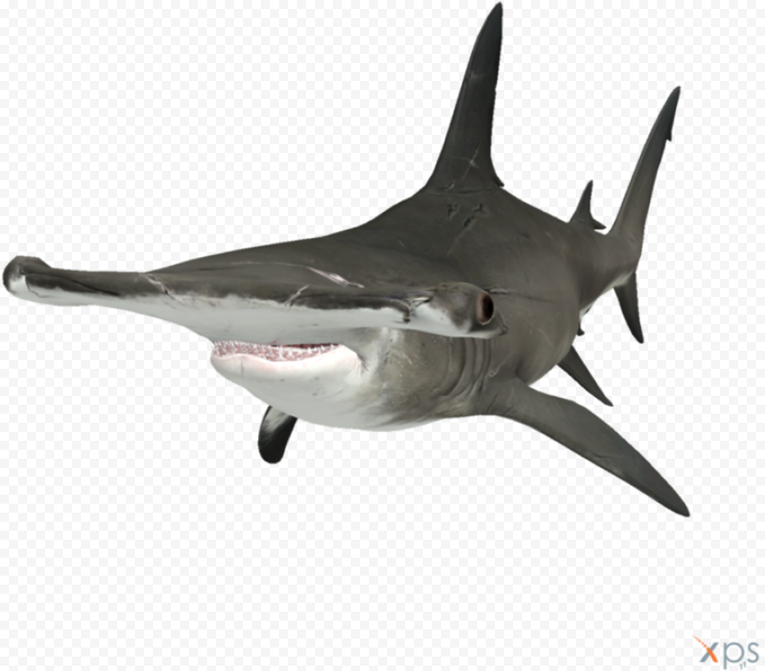 Aquatic Real Shark Transparent PNG