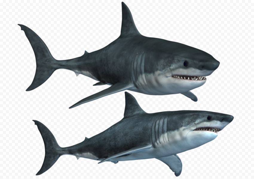 Aquatic Real Shark PNG Photos
