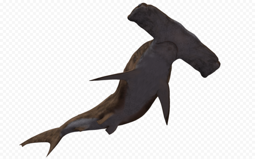 Aquatic Real Shark PNG Transparent Image