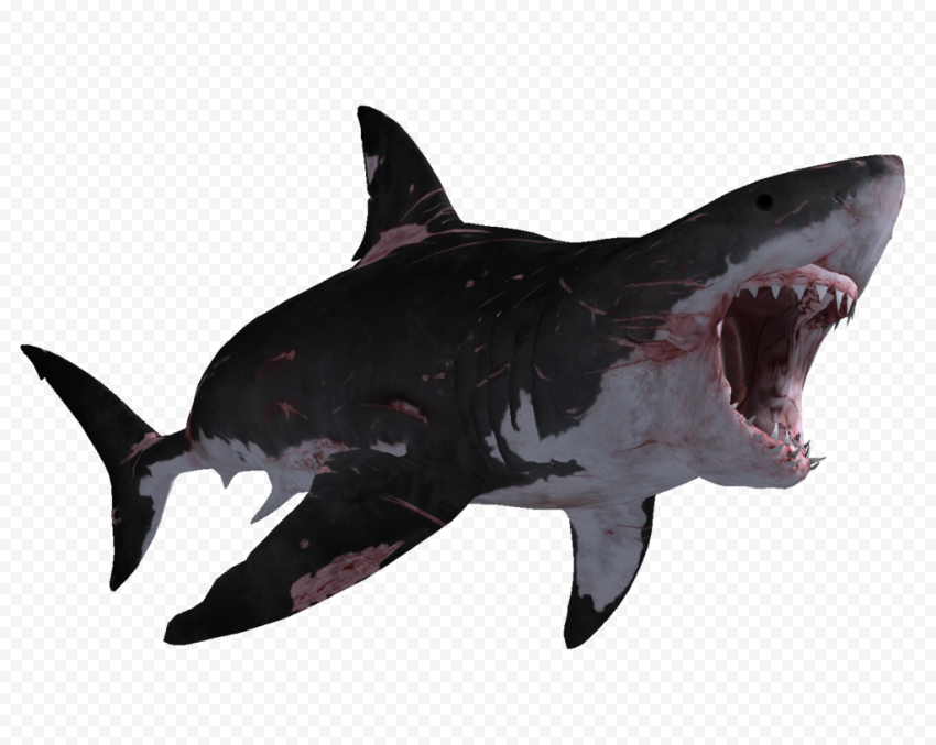 Big Megalodon Shark Transparent Background