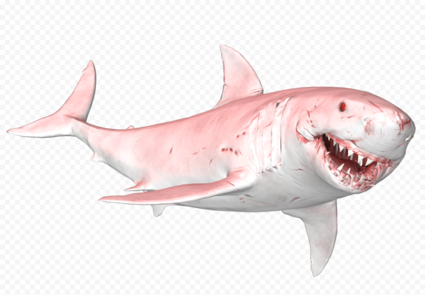 Face Megalodon Shark PNG Free Download