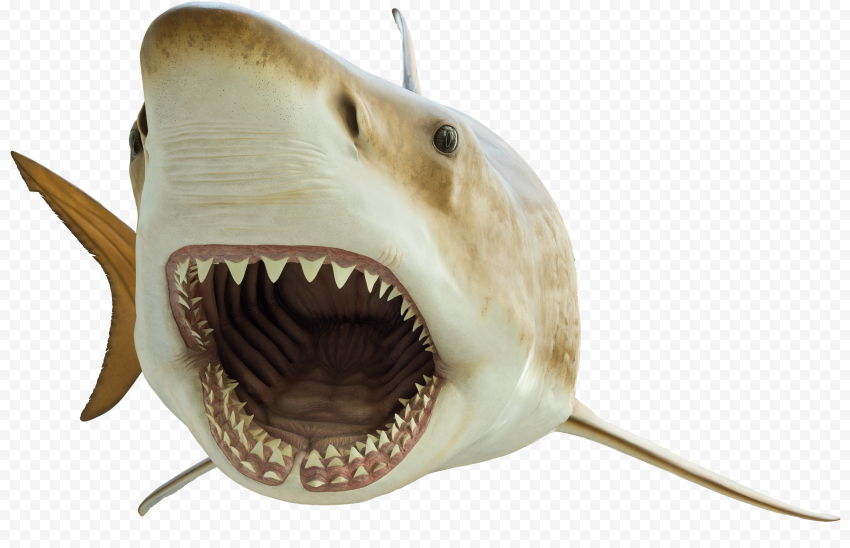 Face Megalodon Shark Transparent PNG