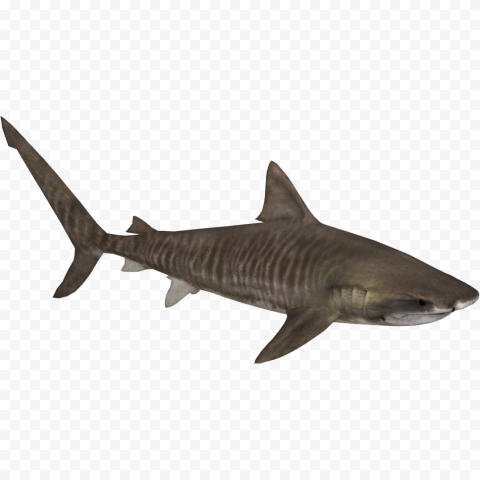 Whale Real Shark Transparent Background