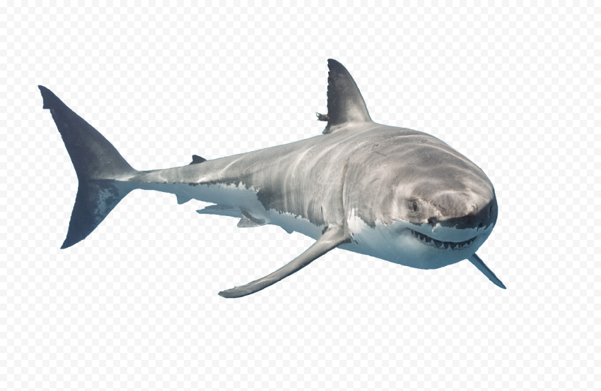 Whale Real Shark PNG Clipart