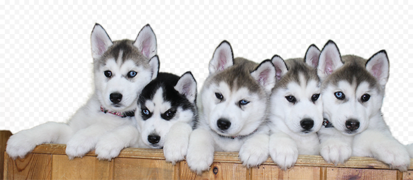 Husky PNG File Download Free