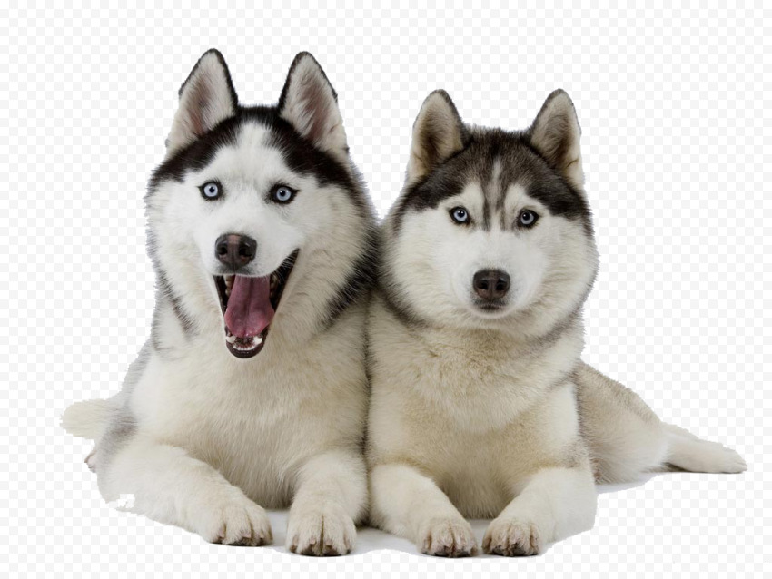 Husky PNG Clipart