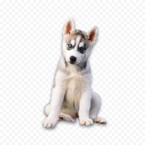 Husky PNG Transparent Photo