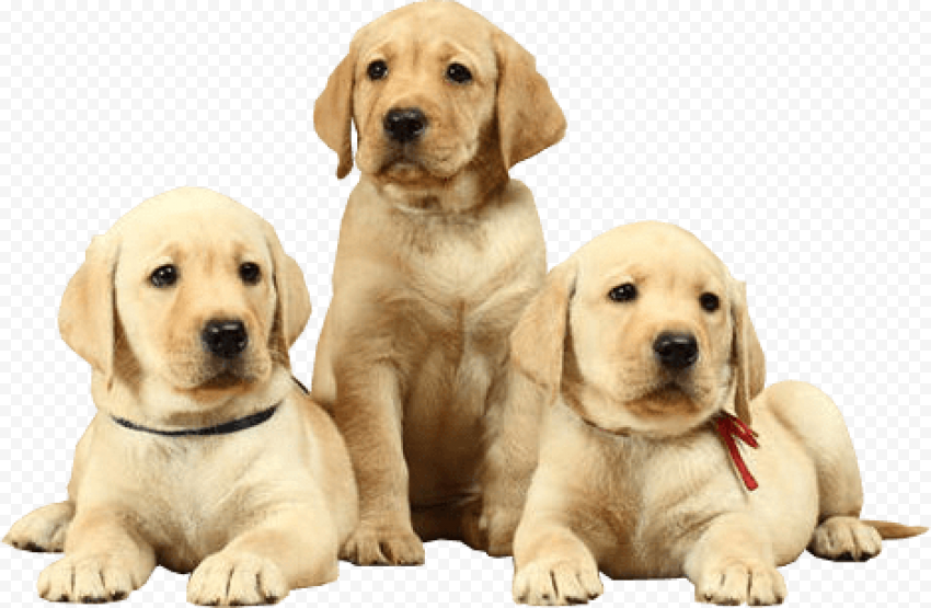 Labrador PNG Photo