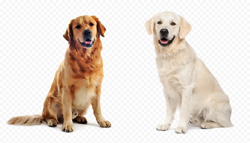 Labrador PNG Pic