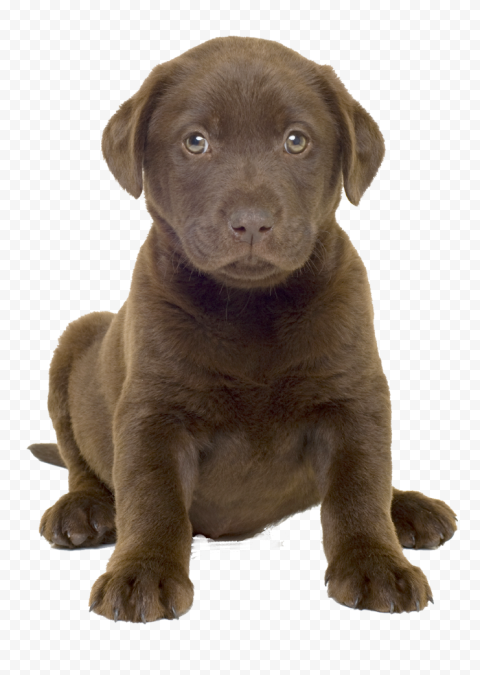 Labrador PNG Transparent Image