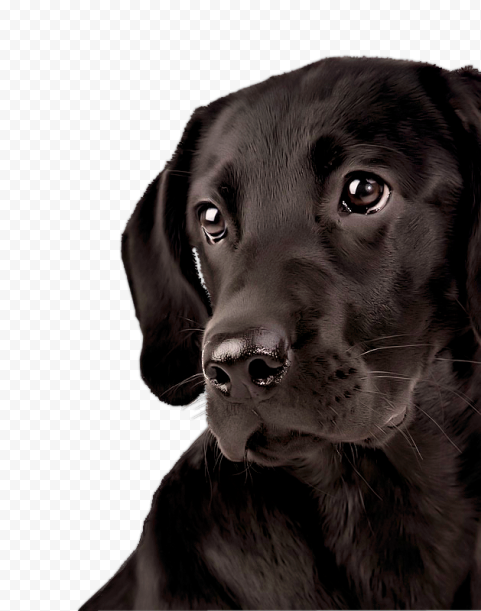 Labrador Transparent PNG