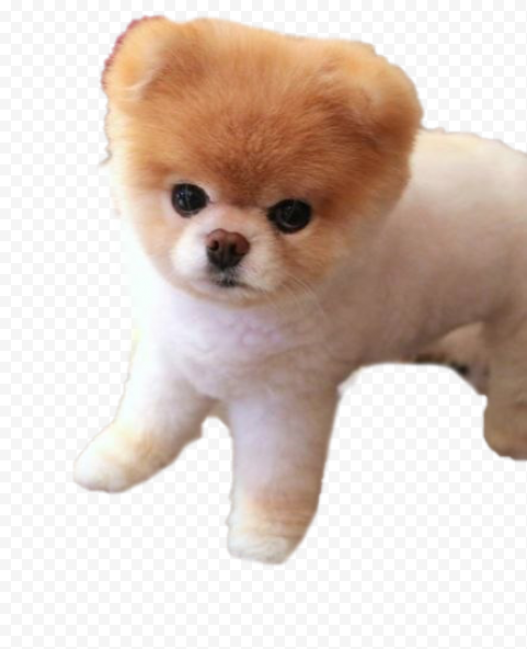 Boo Background PNG 1