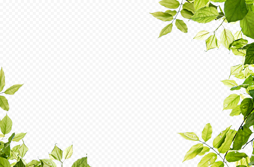 Leaf Frame Transparent PNG