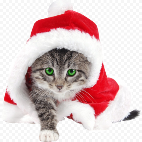 Christmas Kitten PNG Pic