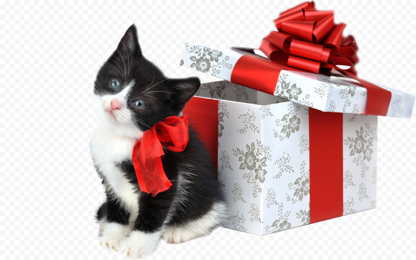 Christmas Kitten PNG Transparent Image