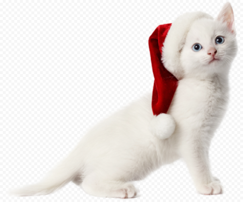 Cat Christmas PNG Image