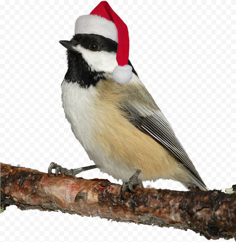 Christmas Bird PNG Photos