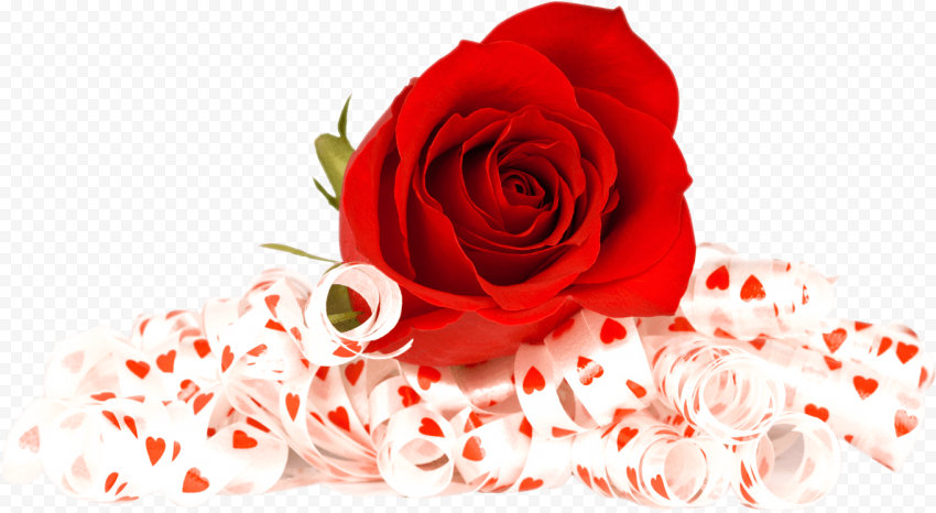 Valentines Day Rose PNG Photos