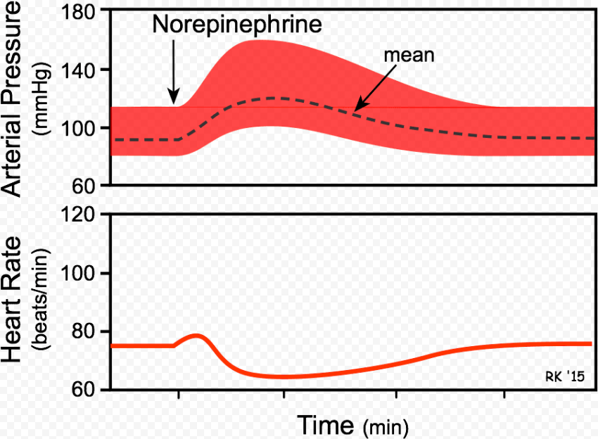 orepinephrine effects on blood pressure and heart   effect of noradrenaline on heart rate