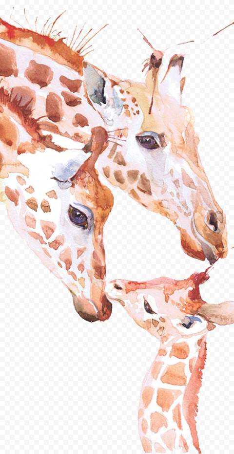 Giraffe Watercolor painting Drawing Printmaking, giraffe, mammal, pencil, painted