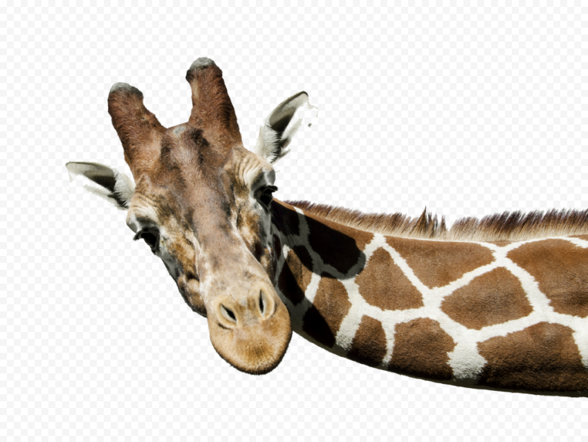 The White Giraffe graphy, giraffe, animals, fauna, giraffe