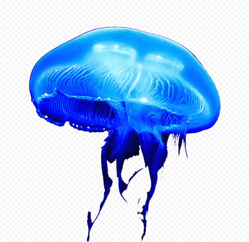 Blue jellyfish, Jellyfish Lake Aurelia aurita Sea, Moon jellyfish, blue, pet, jellyfish