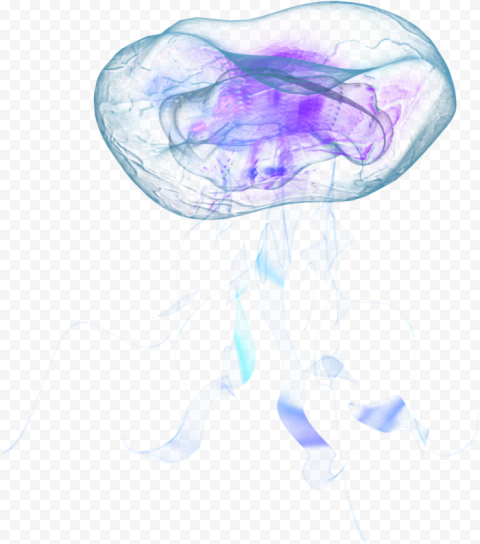 Clear and purple jellyfish, Nomura's jellyfish Aurelia aurita Marine invertebrates, jellyfish, blue, jellyfish, ocean