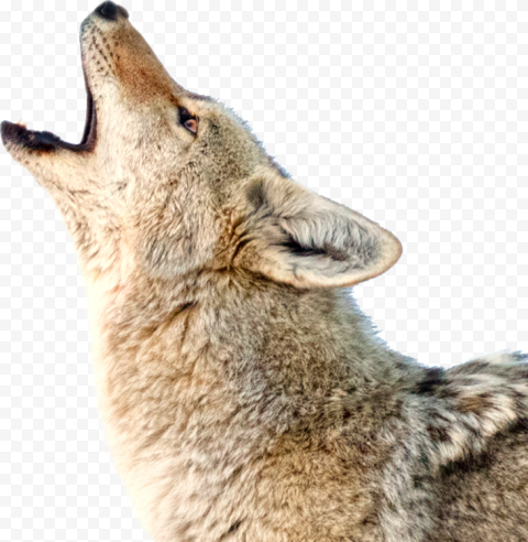 Coyote Dog Jackal howl Red wolf, Dog, mammal, animals, carnivoran