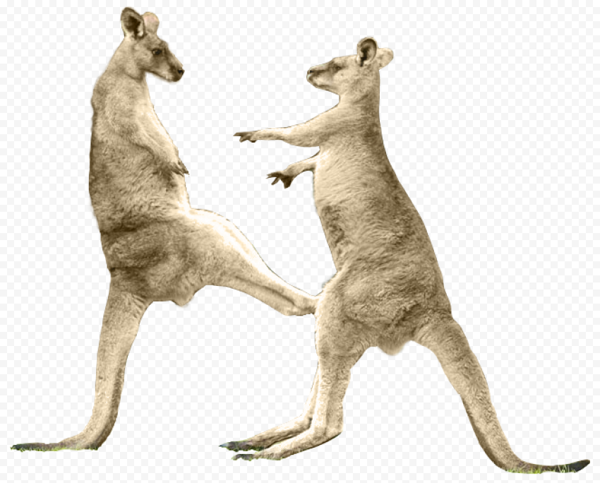 Red kangaroo Boxing kangaroo Tail Kick, kangaroo