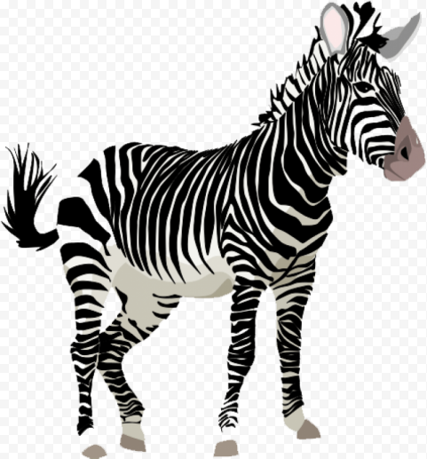 zebra 477x513