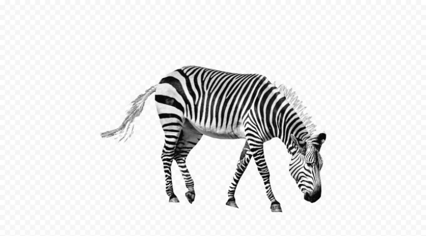 zebra png pics 2382x1322