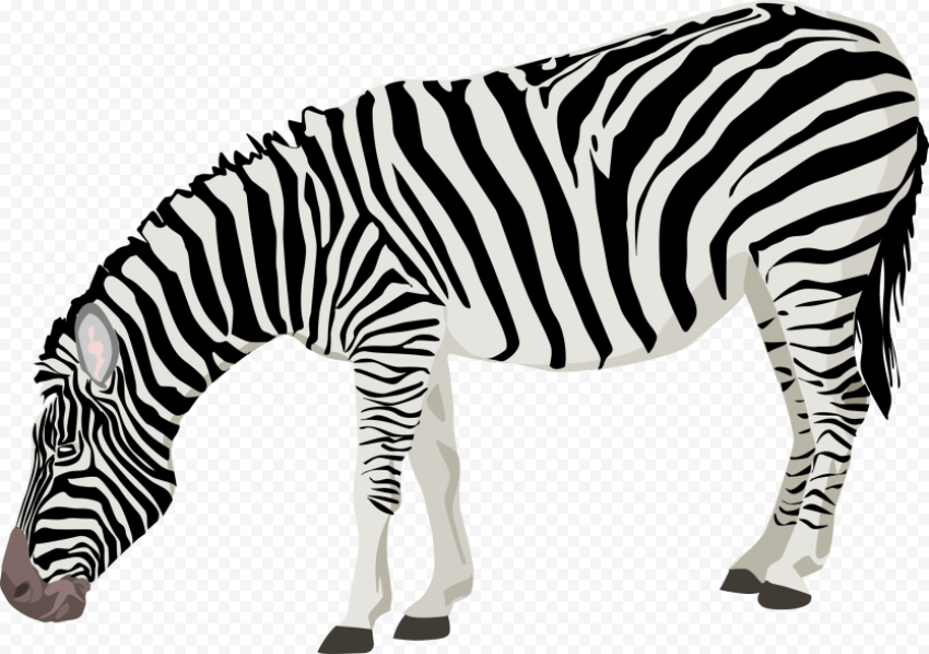 zebra 2400x1686