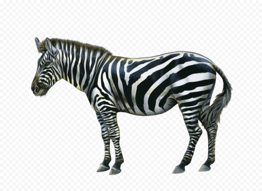 zebra free pictures 1024x746