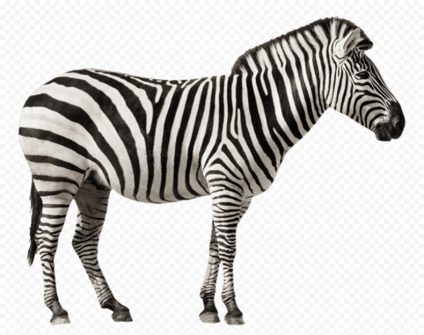 zebra free desktop 777x615