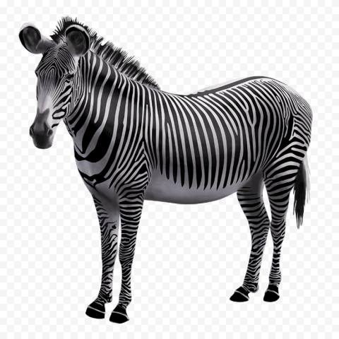 zebra photo 768x768