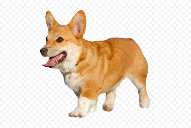 Dog Corgi Transparent PNG